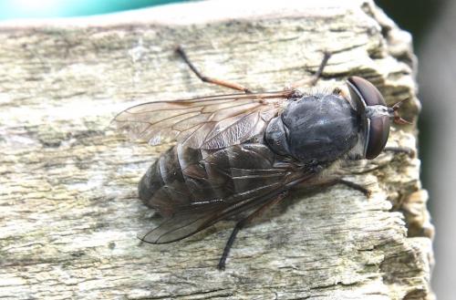 Réf. 220 067 : Tabanus sp.